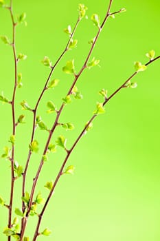 Branches with green spring leaves