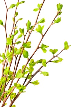 Branches with green spring leaves