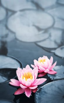 Lotus blossoms
