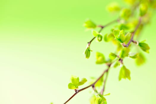 Branches with green spring leaves