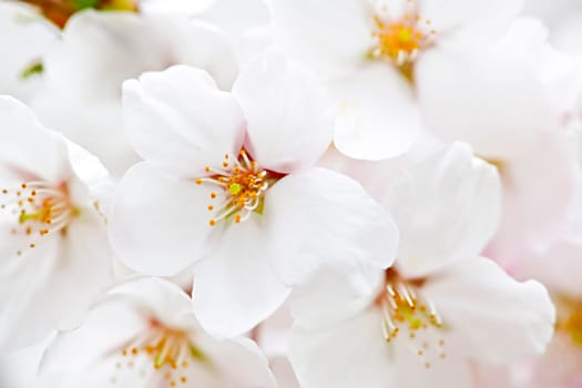 Apple blossoms