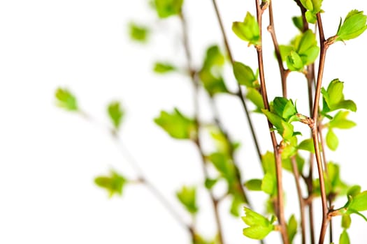 Branches with green spring leaves