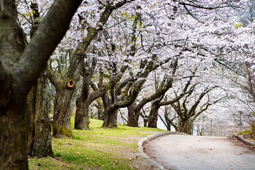 Spring apple orchard