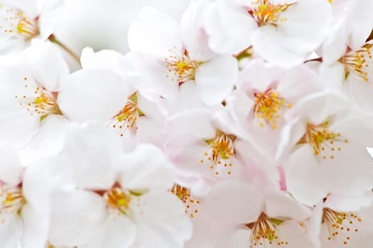 Apple blossoms