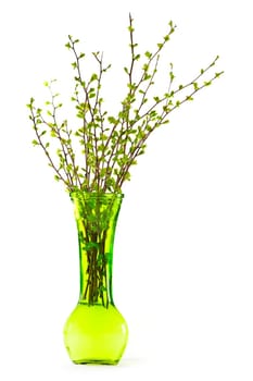 Vase of branches with green spring leaves