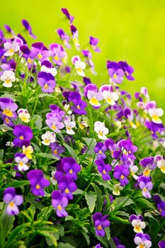 Pansies