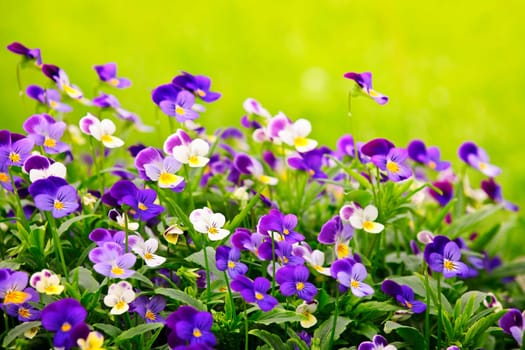 Pansies