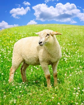 Cute young sheep