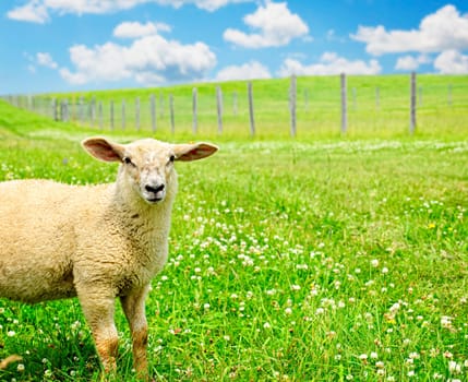Cute young sheep