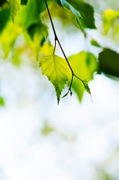 Branch with green leaves