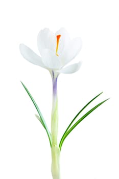 Spring crocus flower