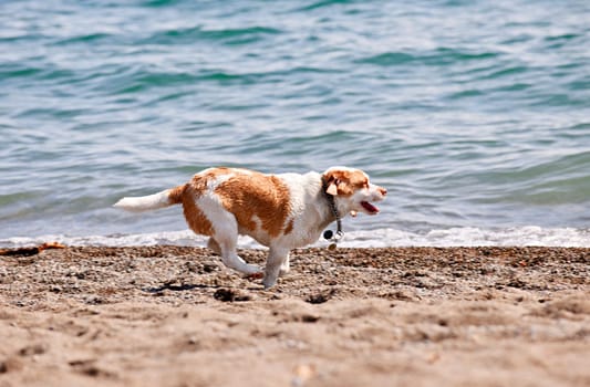 Dog running on beach