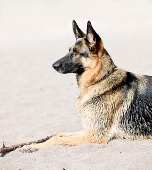German Shepherd dog on beach