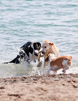 Three dogs playing on beach