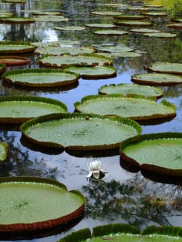Giant Water Lily Victoria Regia