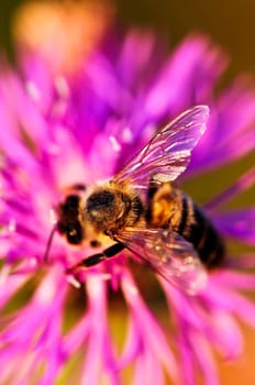 Honey bee on Knapweed
