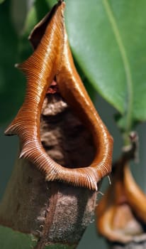 Nepenthes alata is a tropical carnivorous plant of the pitcher family,native to the Philippines....