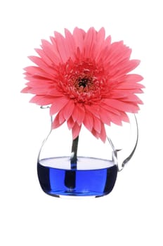 gerbera
