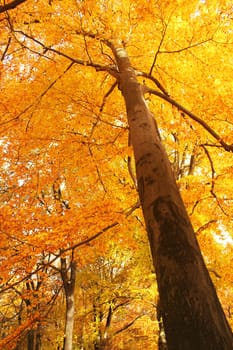 autumn