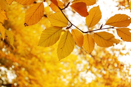 autumn