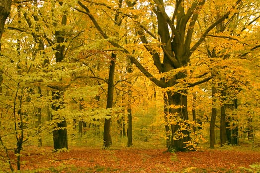 autumn