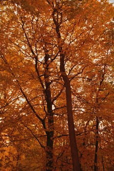 autumn