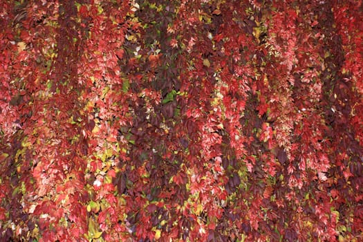 Autumn Leaves