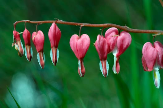 dicentra - bleeding heart