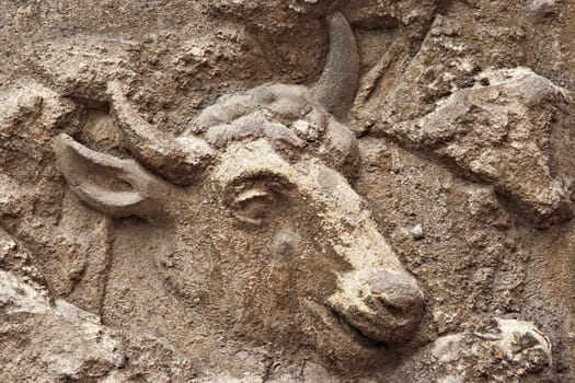 bull head