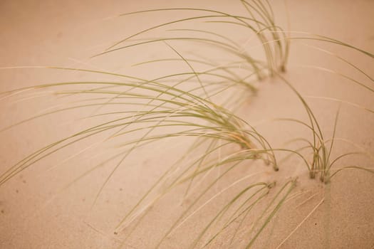 Grass in the sand