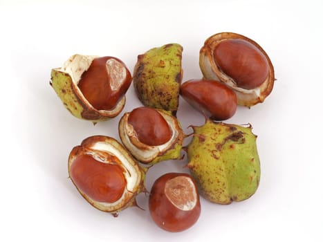 Conker or horse-chestnut.