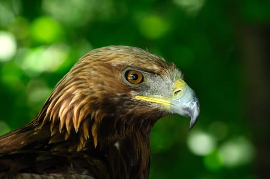 Golden eagle