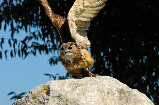 Eagle owl flies off a rock