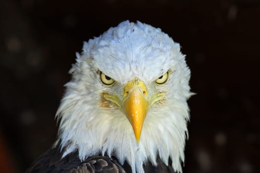 Bald eagle