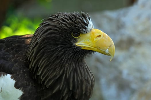 Giant White-tailed Eagle