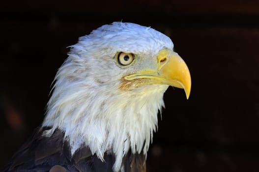 Bald eagle