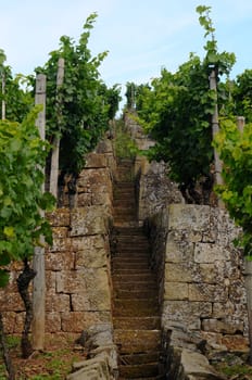 Vineyard