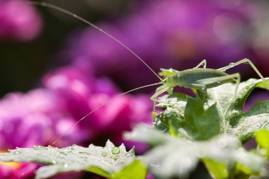 Green Style Grasshopper with green backg