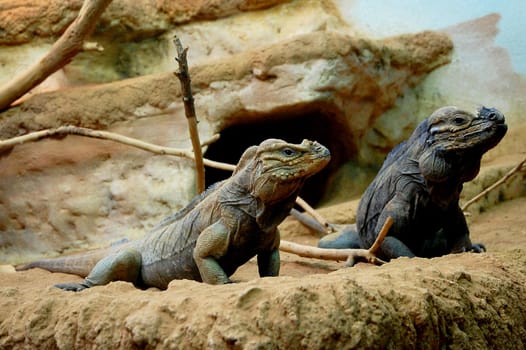 Rhinoceros iguanas