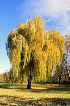 The long,drag-like side branches of this weeping willow in the cathedral park of Speyer bear gold