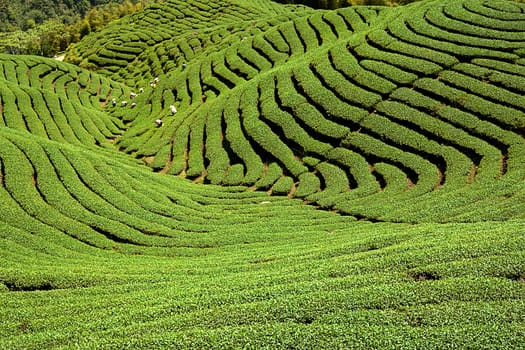 Ba Gua Tea garden in mid of Taiwan