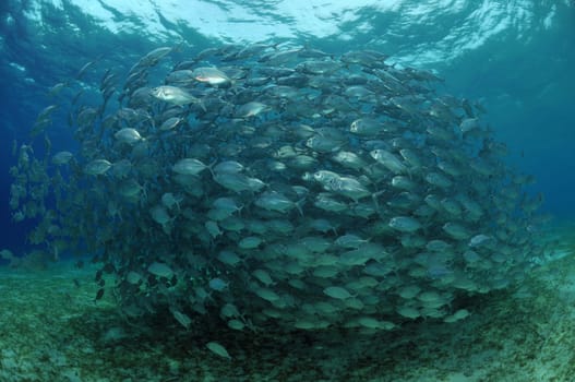 School of jackfish over a seagrass meadow