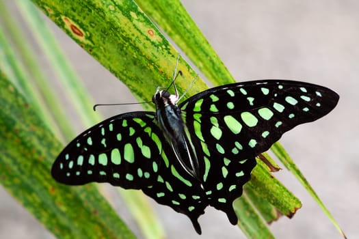 Graphium Agamemnon