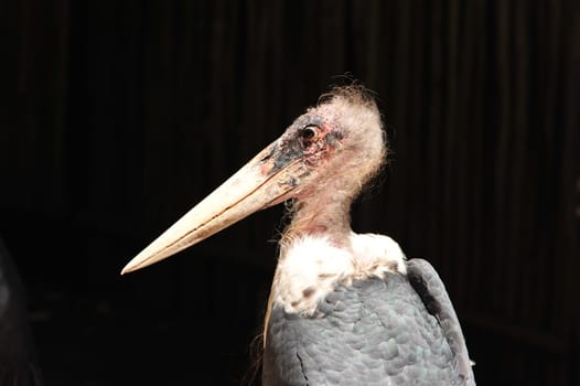Leptoptilos crumeniferus