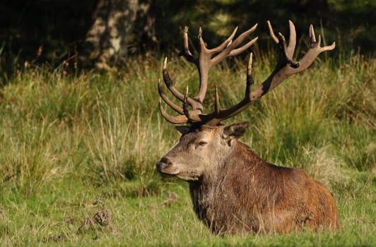 lying red deer