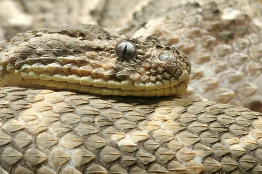 puff adder,Bitis arietans