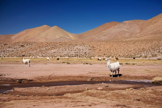 lamas in Atacama desert, Chile