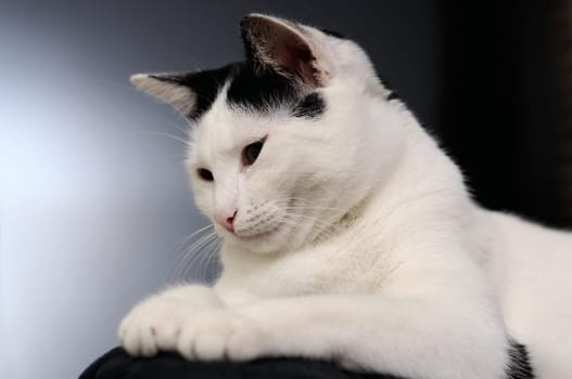 Young Cat