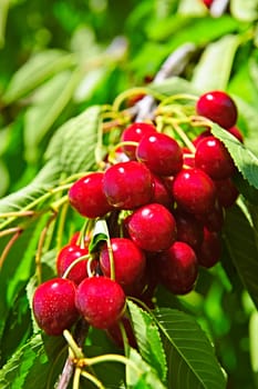 Bunch of cherries on tree