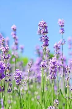 Lavender blooming in a garden